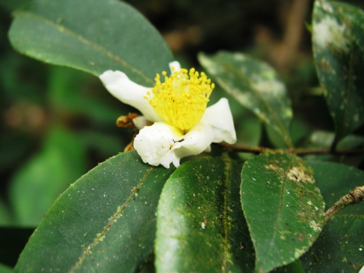 แมวคล้องตอ Camellia tenii Sealy<br/>THEACEAE